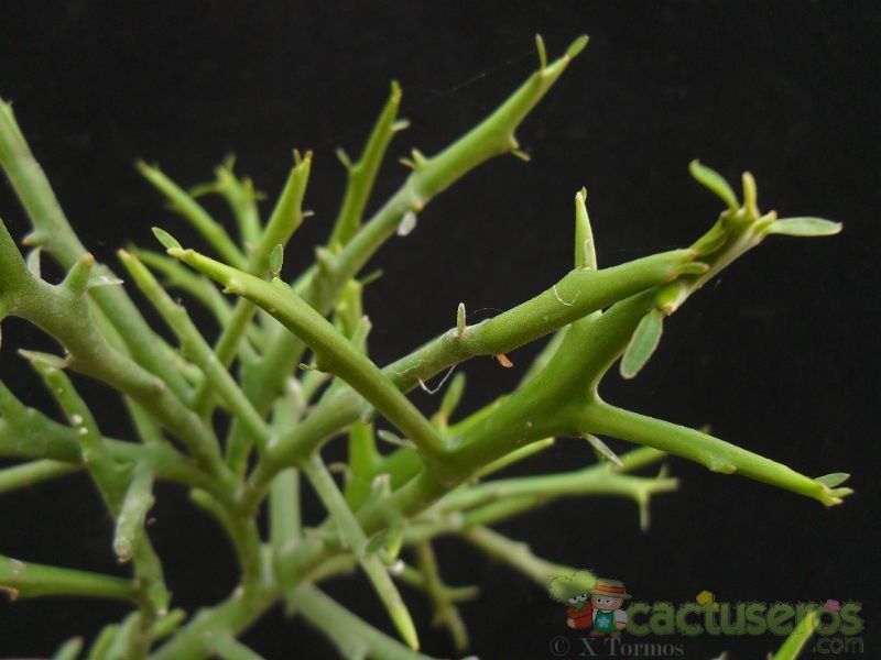 Una foto de Euphorbia stenoclada