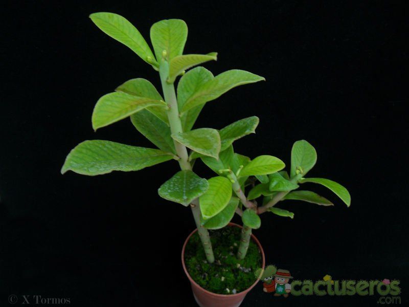 Una foto de Euphorbia umbellata