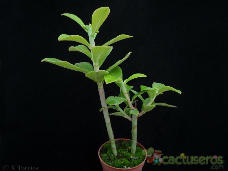 Una foto de Euphorbia umbellata