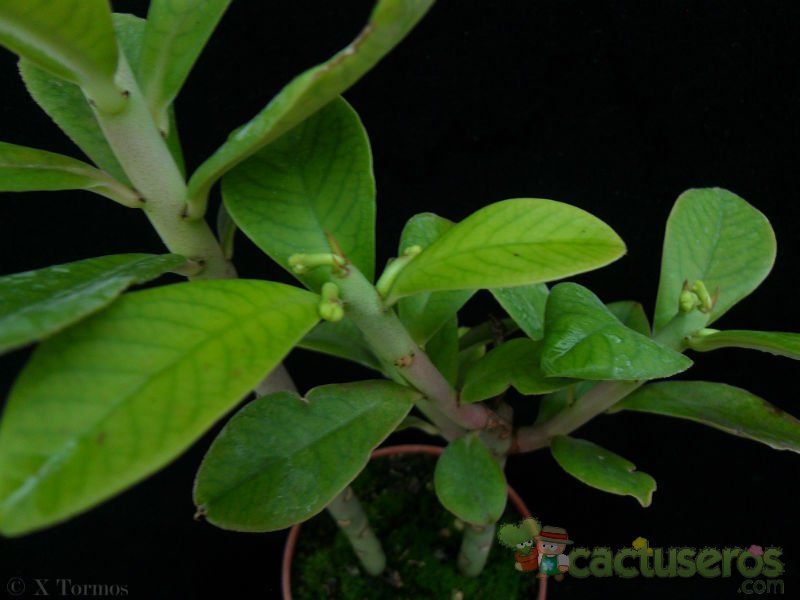 Una foto de Euphorbia umbellata