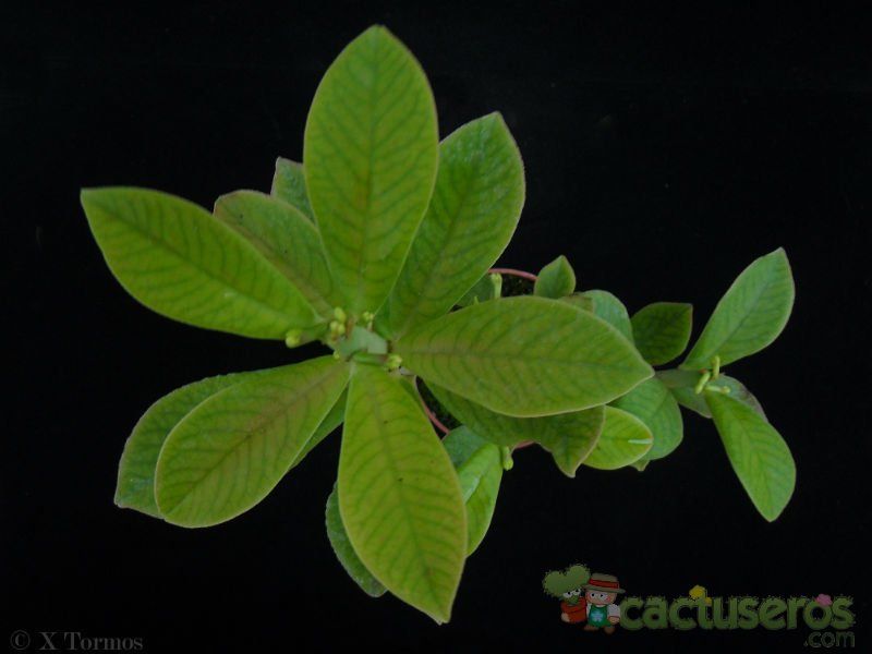 Una foto de Euphorbia umbellata