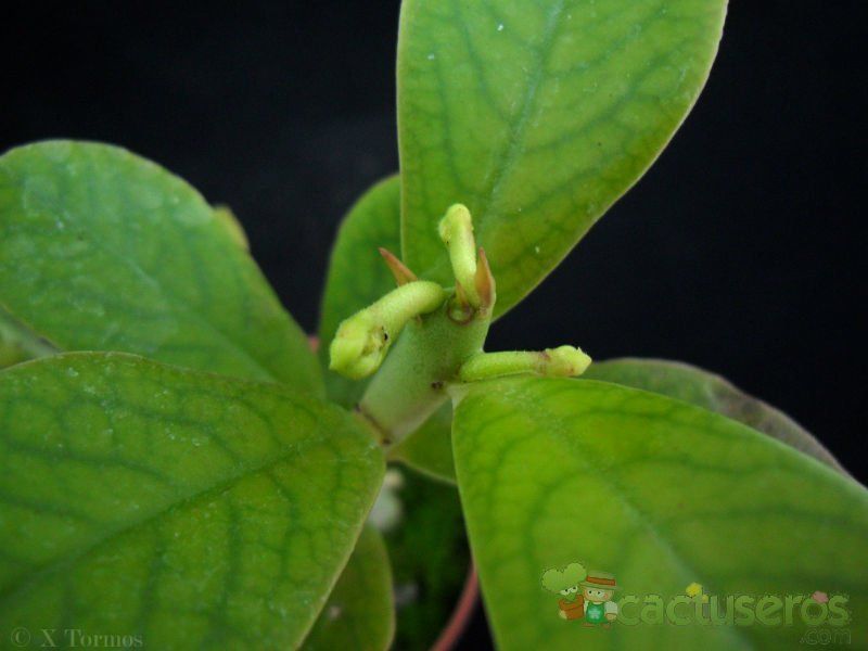 Una foto de Euphorbia umbellata
