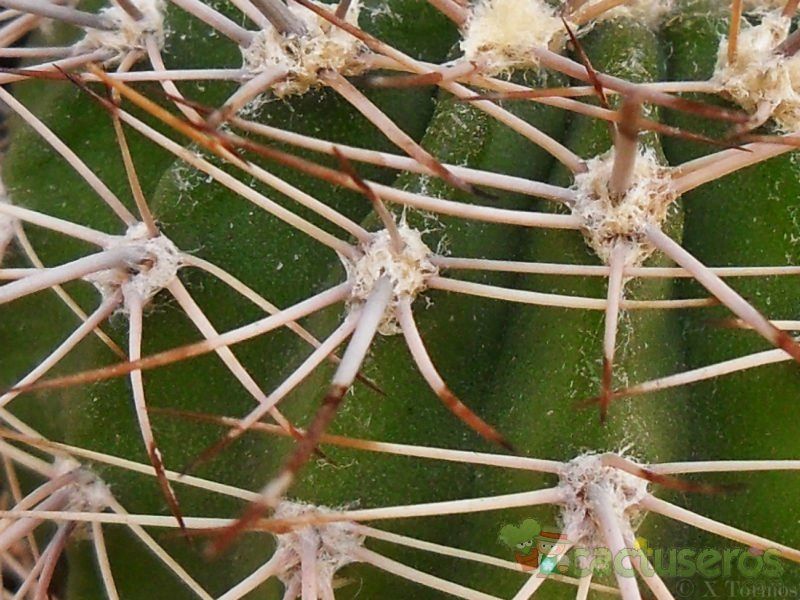 Una foto de Acanthocalycium klimpelianum