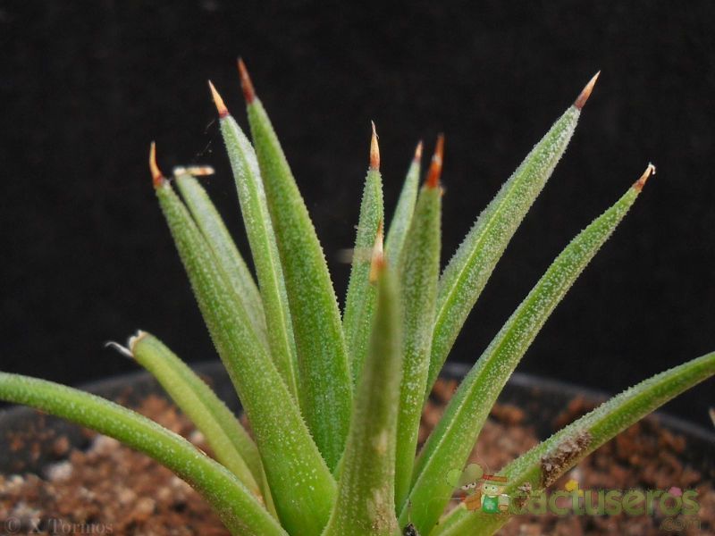 A photo of Agave albopilosa  