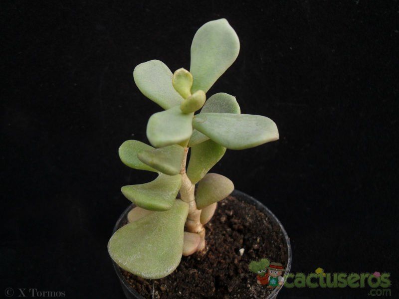 Una foto de Ceraria pygmaea  