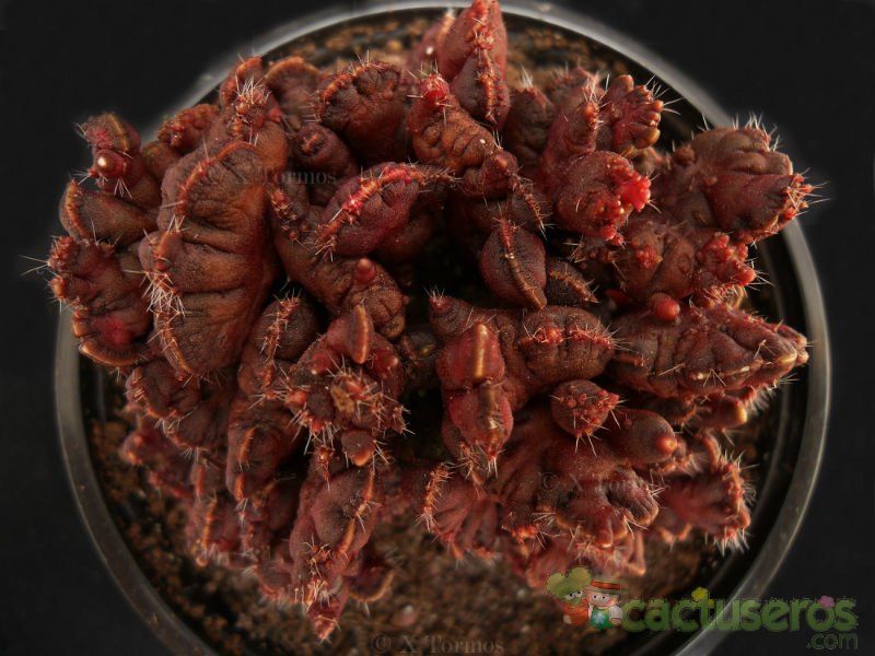 A photo of Echinopsis cv. CHOCOLATE fma. mostruosa