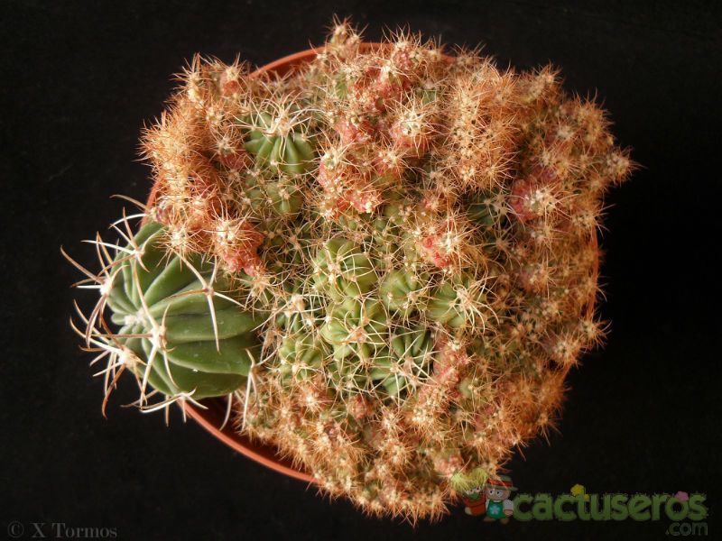 Una foto de Echinocactus texensis
