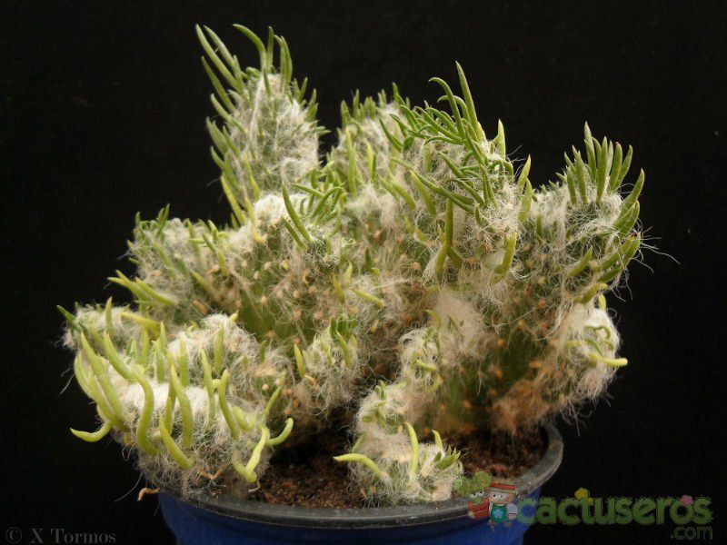 Una foto de Austrocylindropuntia vestita fma. crestada