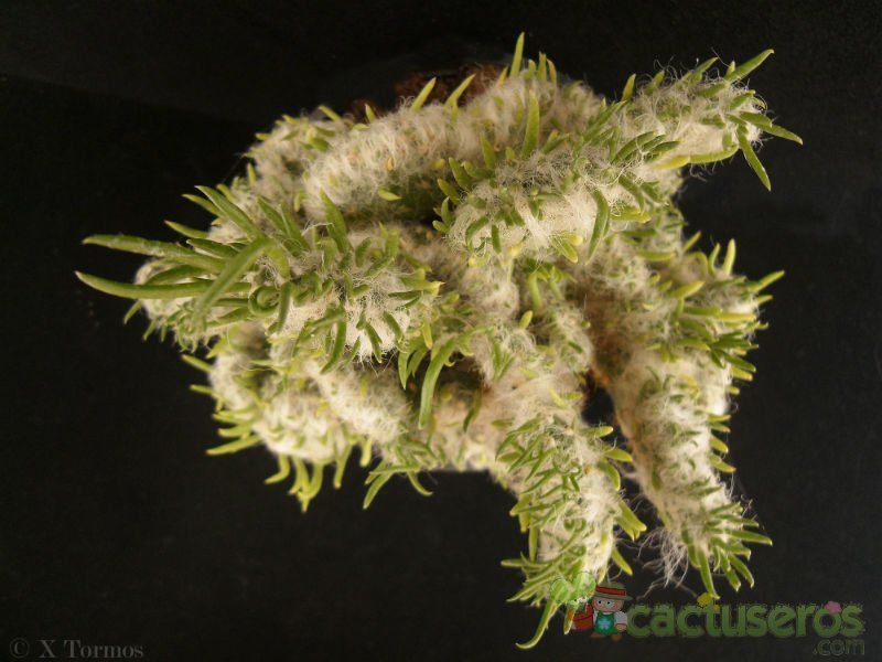 Una foto de Austrocylindropuntia vestita fma. crestada