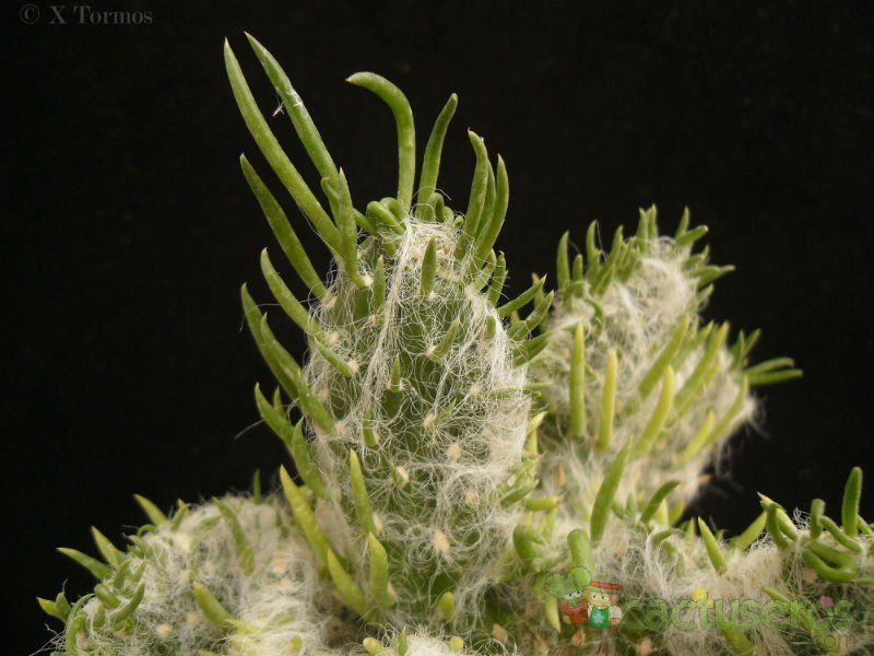 Una foto de Austrocylindropuntia vestita fma. crestada