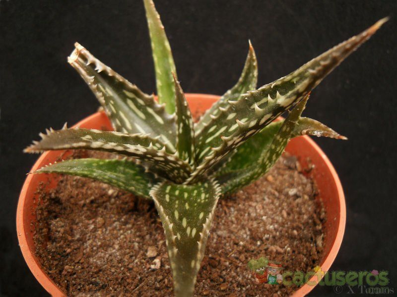 Una foto de Aloe jucunda
