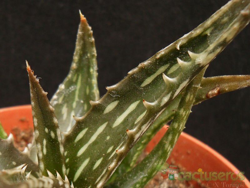 Una foto de Aloe jucunda