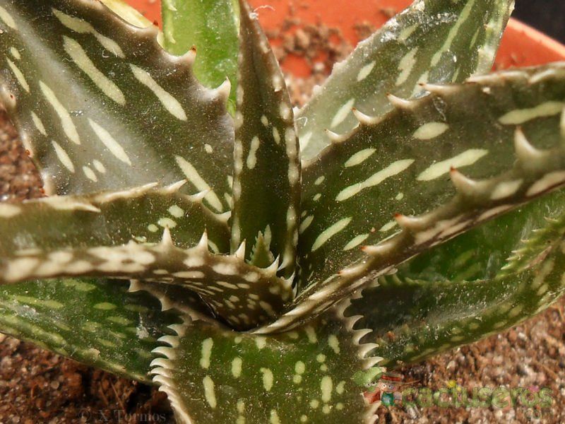 Una foto de Aloe jucunda