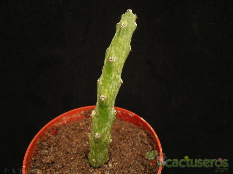 Una foto de Cereus spegazzinii