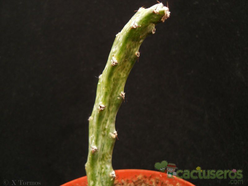 Una foto de Cereus spegazzinii