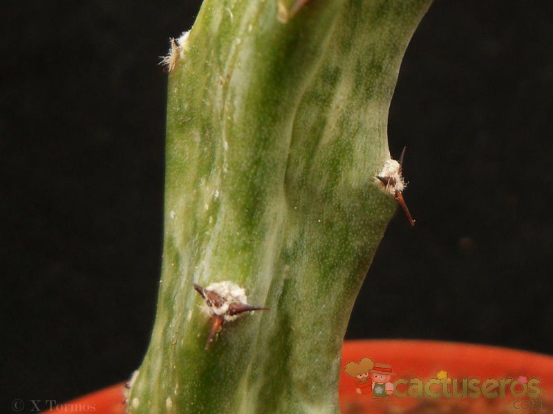 Una foto de Cereus spegazzinii