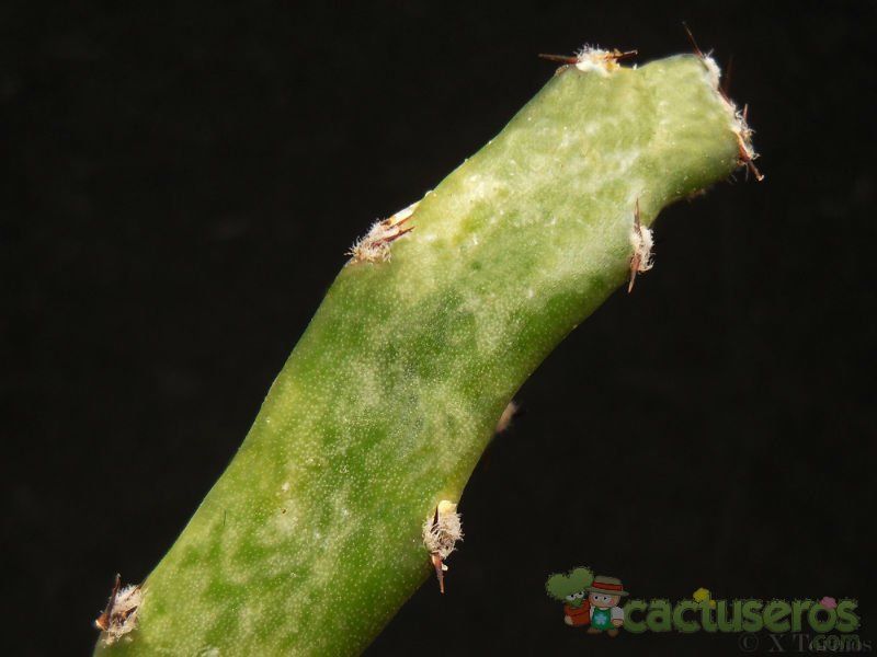 Una foto de Cereus spegazzinii