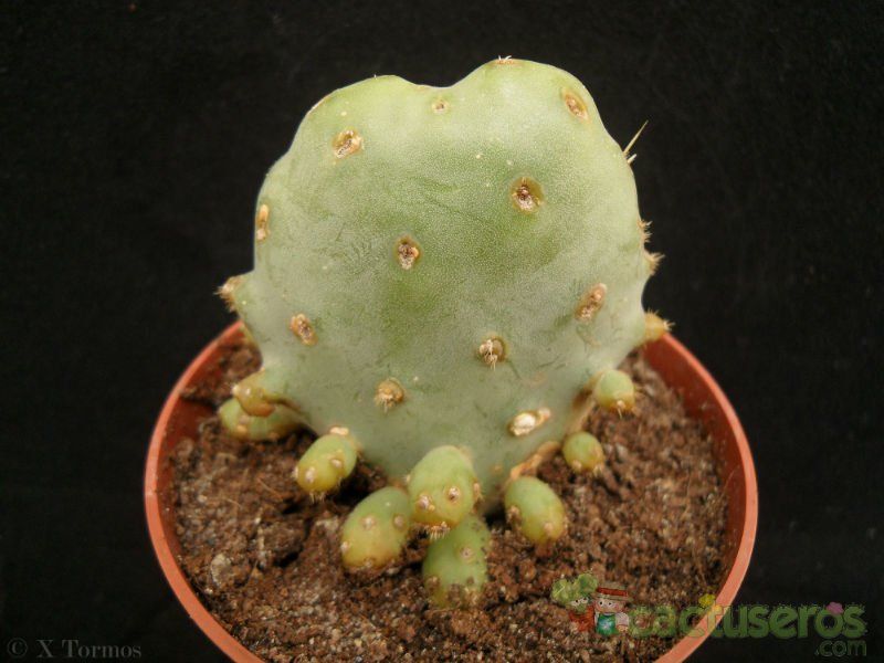 A photo of Opuntia crassa