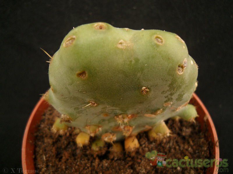 A photo of Opuntia crassa