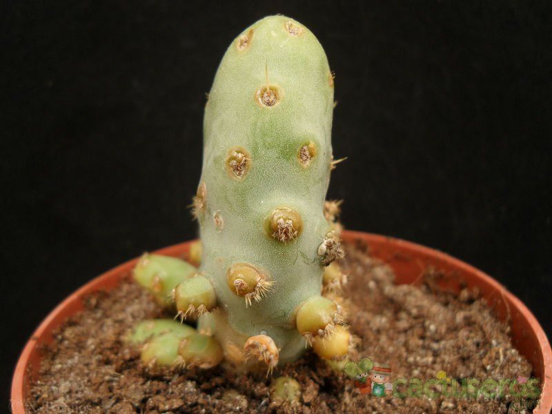 A photo of Opuntia crassa