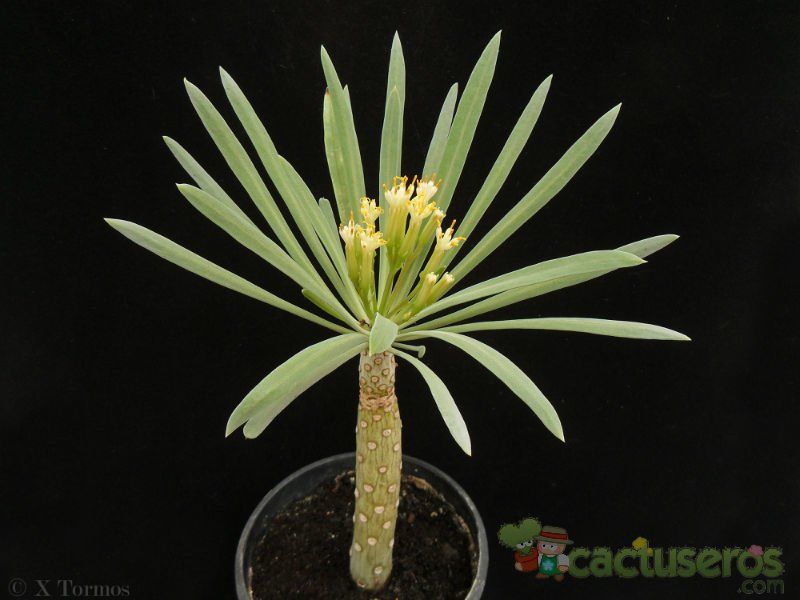 Una foto de Kleinia neriifolia