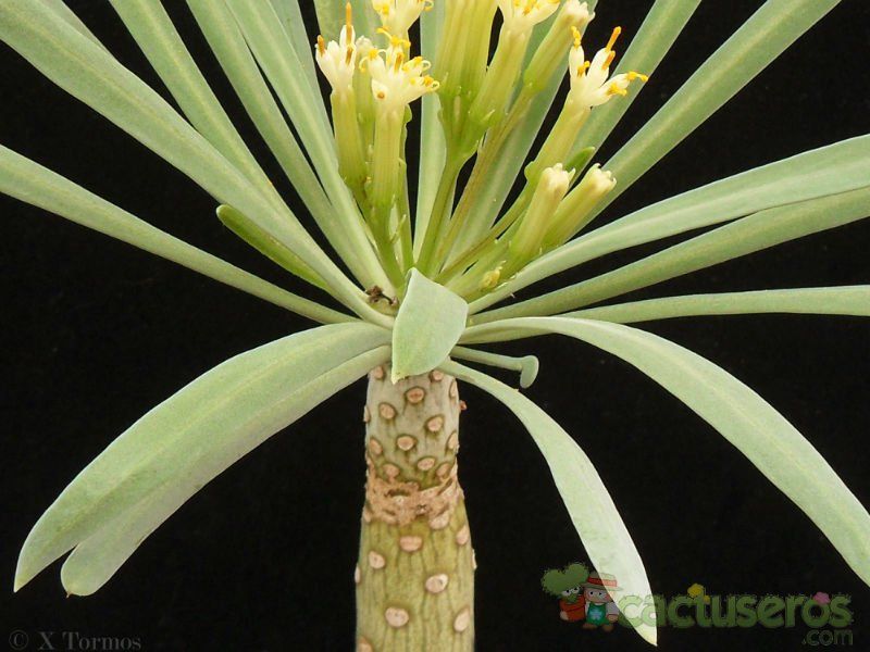 Una foto de Kleinia neriifolia