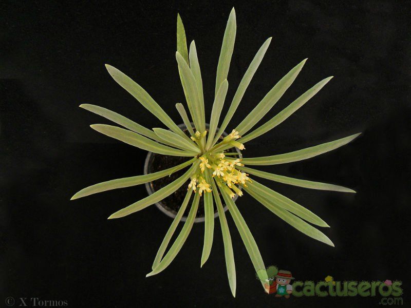 Una foto de Kleinia neriifolia