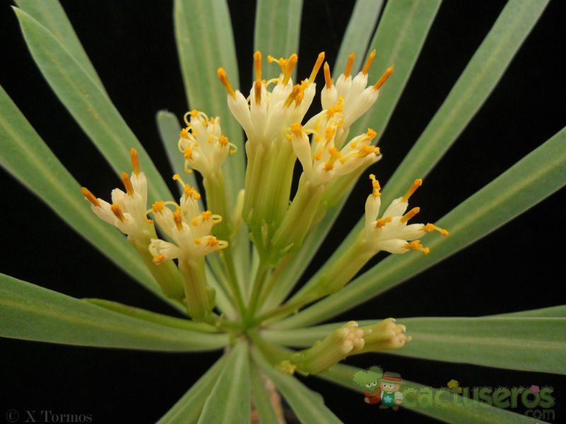 Una foto de Kleinia neriifolia