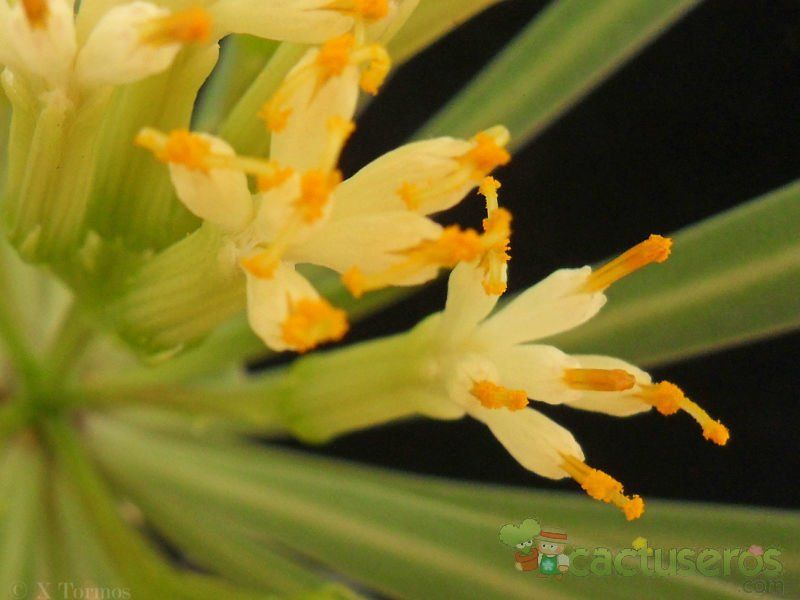 Una foto de Kleinia neriifolia