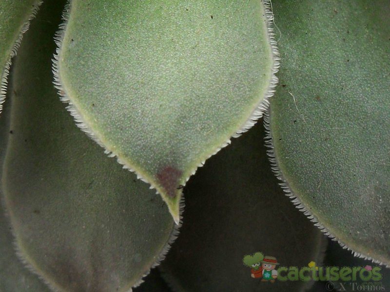 Una foto de Sempervivum calcareum