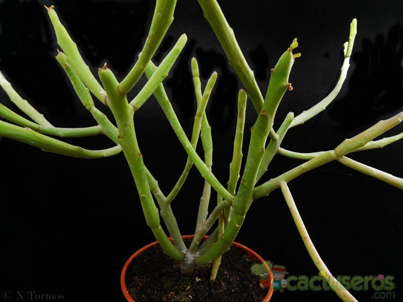 A photo of Euphorbia imerina  