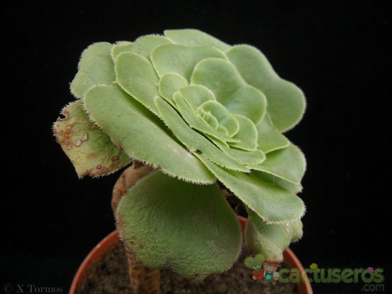 Una foto de Aeonium arboreum var. holochrysum