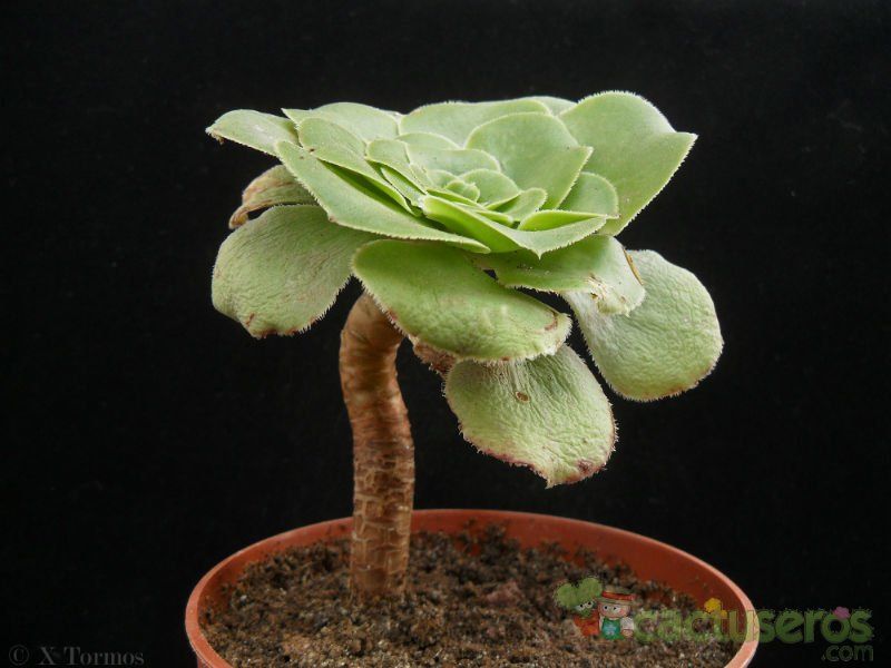 Una foto de Aeonium arboreum var. holochrysum