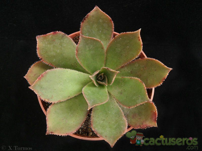Una foto de Aeonium decorum