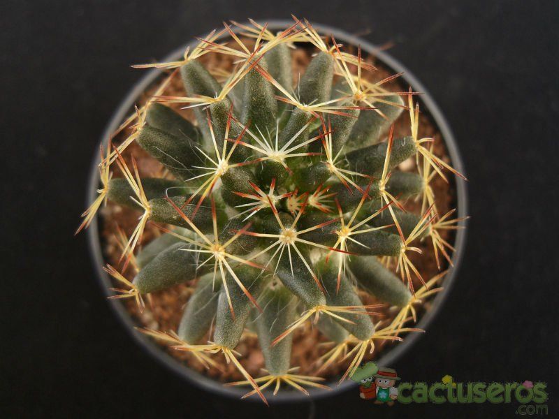 A photo of Mammillaria picta