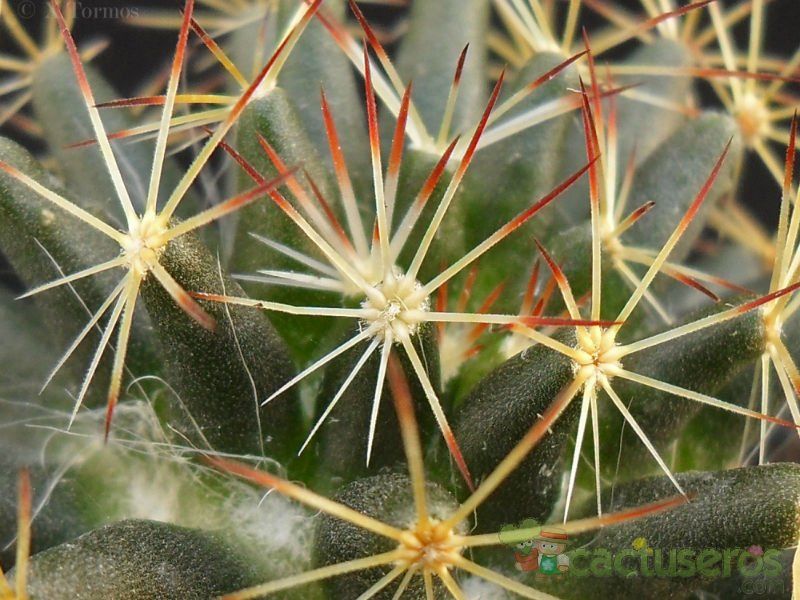 A photo of Mammillaria picta