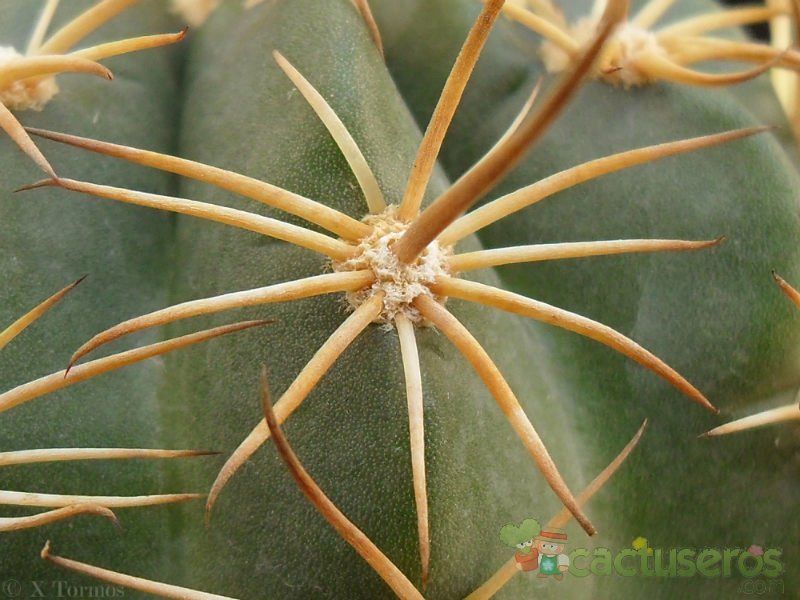 Una foto de Echinopsis hystrichoides