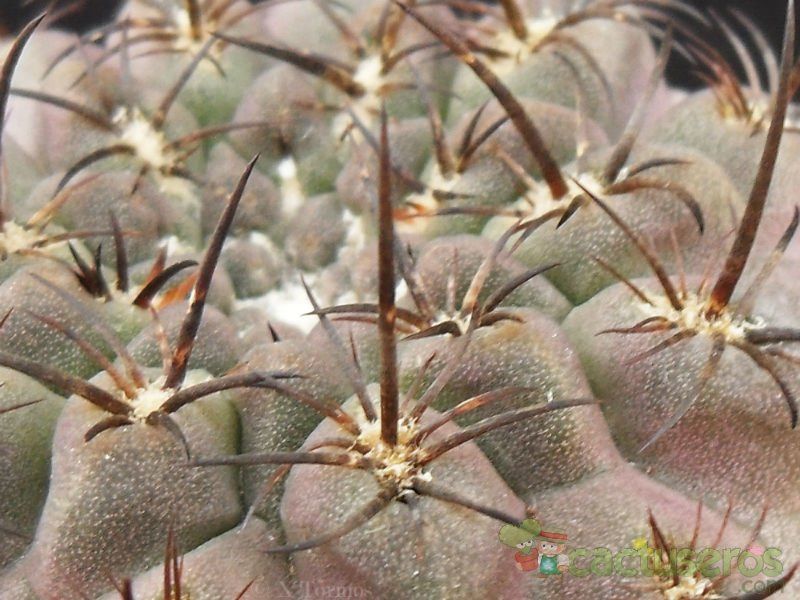 Una foto de Eriosyce crispa ssp. atroviridis
