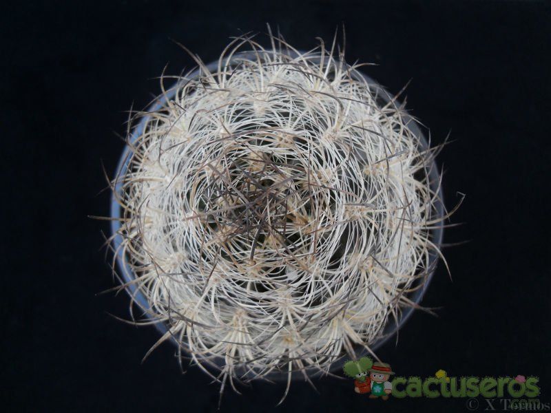 Una foto de Eriosyce villosa