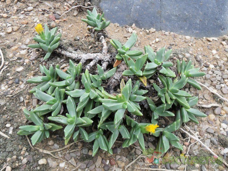 A photo of Orthopterum coegana  