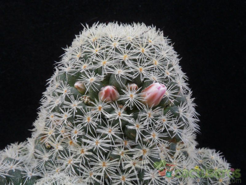 A photo of Mammillaria schiedeana ssp. giselae