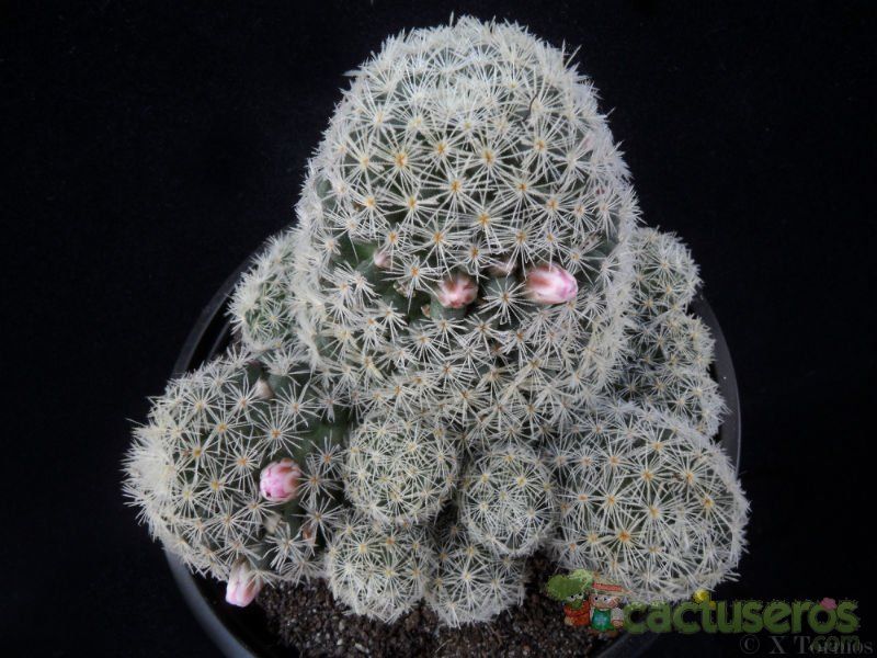 A photo of Mammillaria schiedeana ssp. giselae
