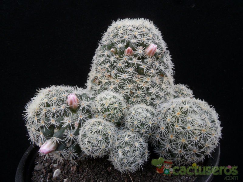 A photo of Mammillaria schiedeana ssp. giselae