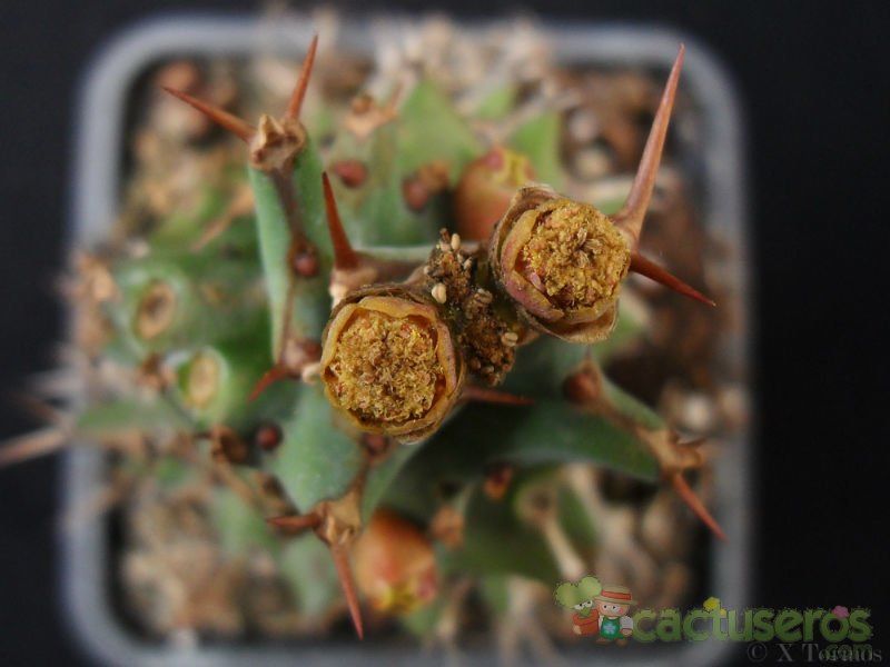 Una foto de Euphorbia groenewaldii  