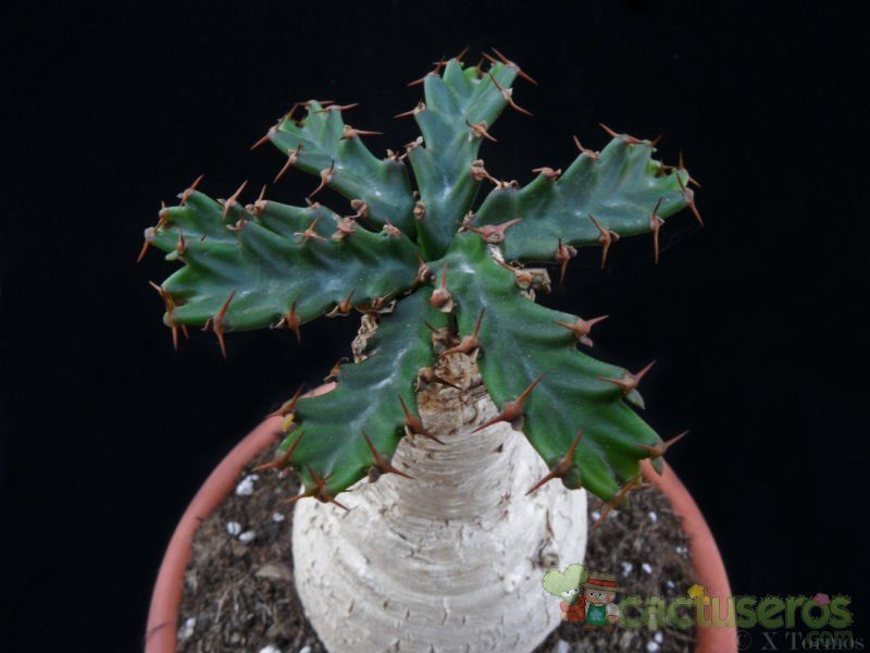 A photo of Euphorbia stellata  