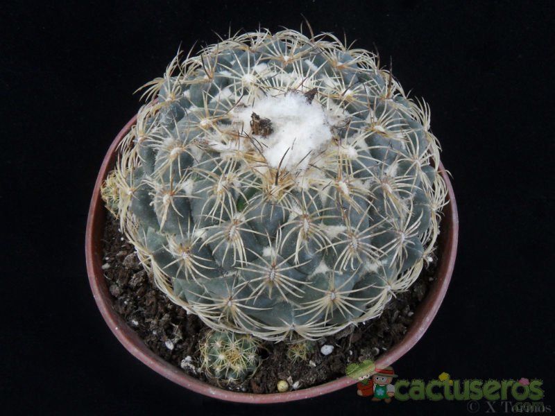 Una foto de Coryphantha pallida subsp. pseudoradians