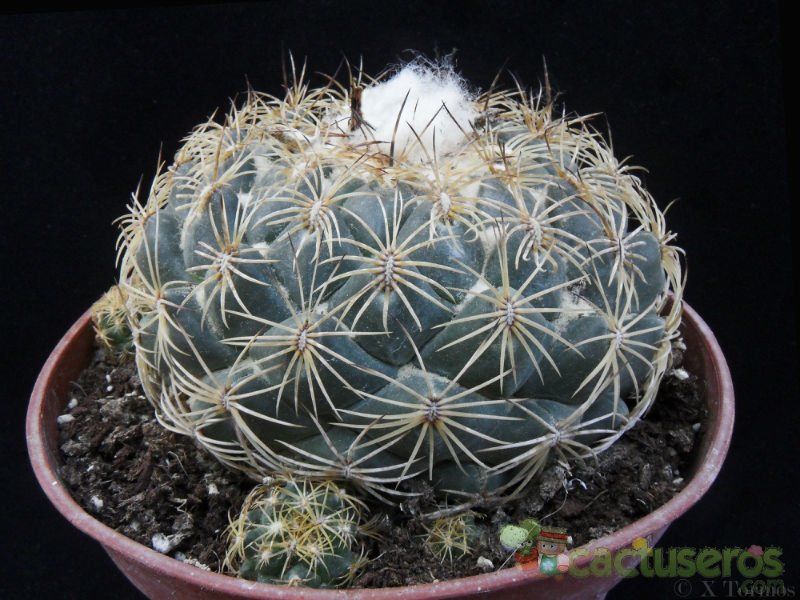 Una foto de Coryphantha pallida subsp. pseudoradians