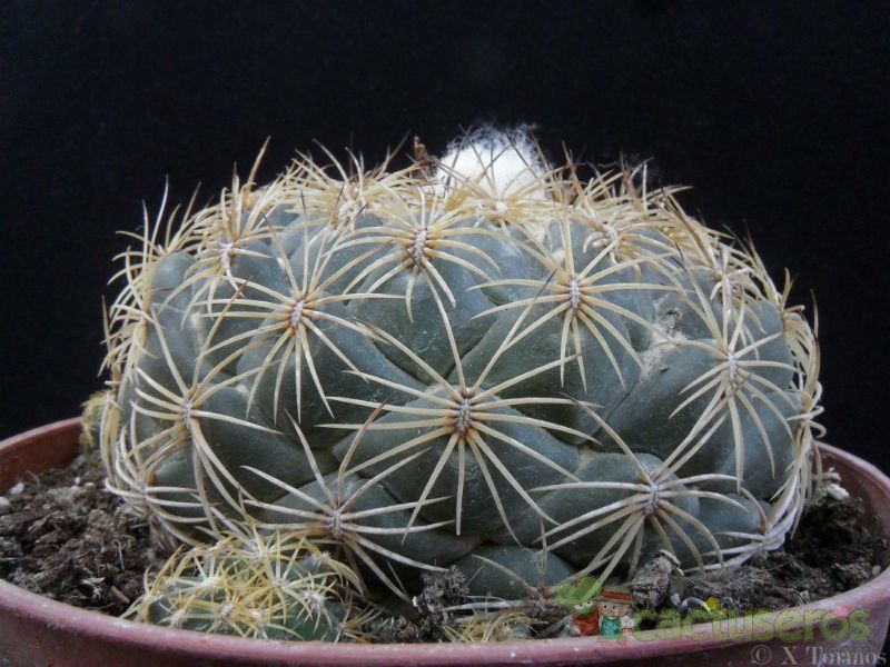 Una foto de Coryphantha pallida subsp. pseudoradians