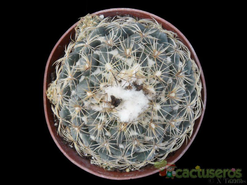 Una foto de Coryphantha pallida subsp. pseudoradians