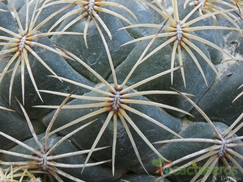 Una foto de Coryphantha pallida subsp. pseudoradians